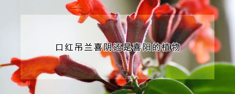 口红吊兰喜阴还是喜阳的植物