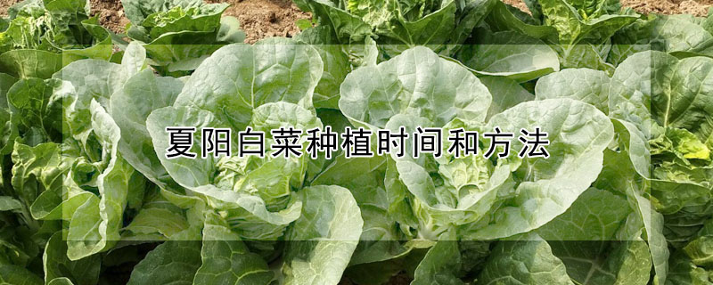 夏阳白菜种植时间和方法