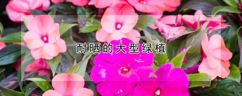 耐晒的大型绿植