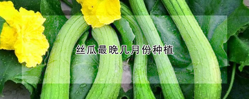 丝瓜最晚几月份种植