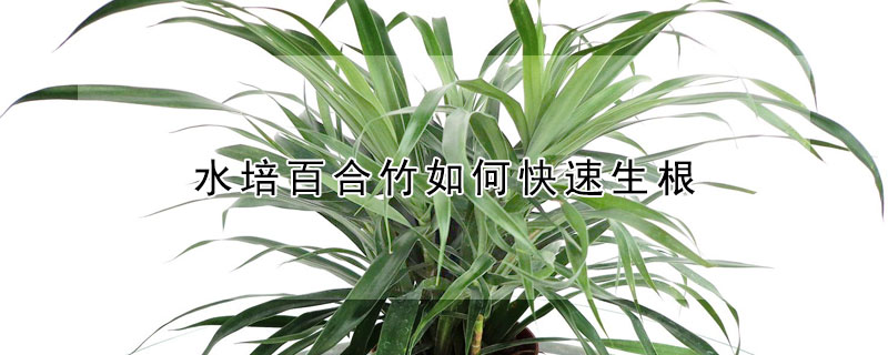 水培百合竹如何快速生根
