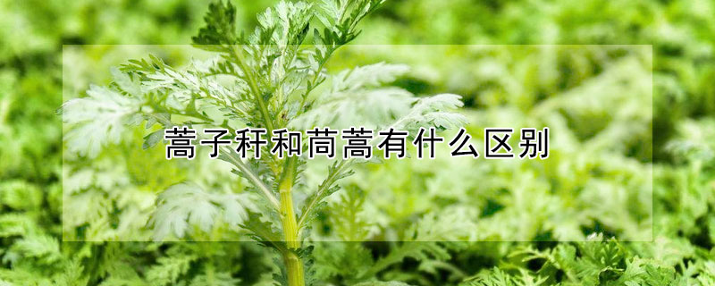 蒿子秆和茼蒿有什么区别