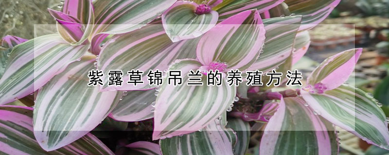 紫露草锦吊兰的养殖方法