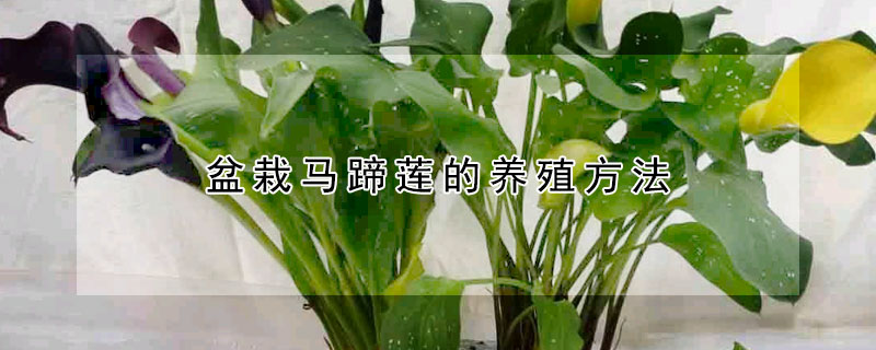 盆栽马蹄莲的养殖方法