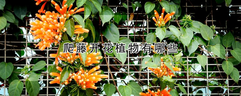 爬藤开花植物有哪些