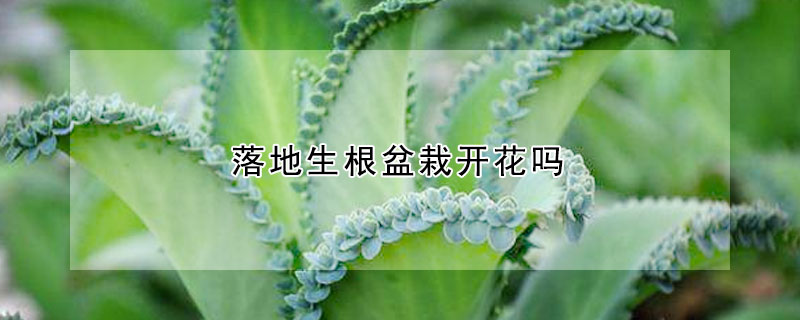 落地生根盆栽开花吗