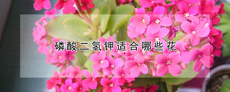 磷酸二氢钾适合哪些花