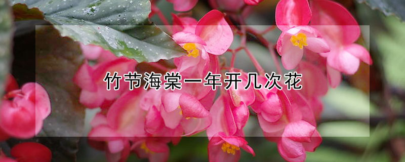 竹节海棠一年开几次花