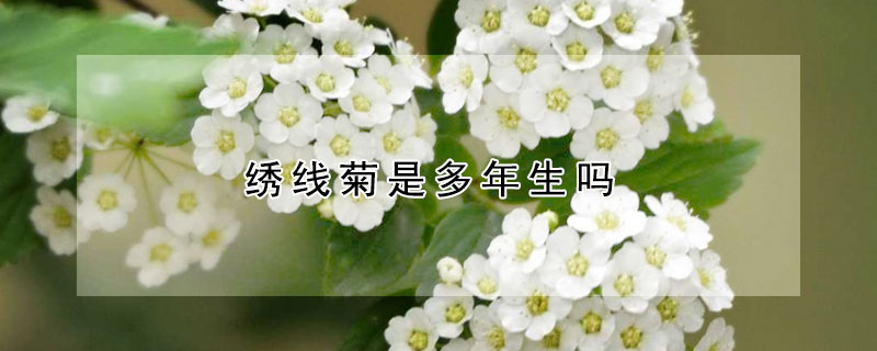绣线菊是多年生吗