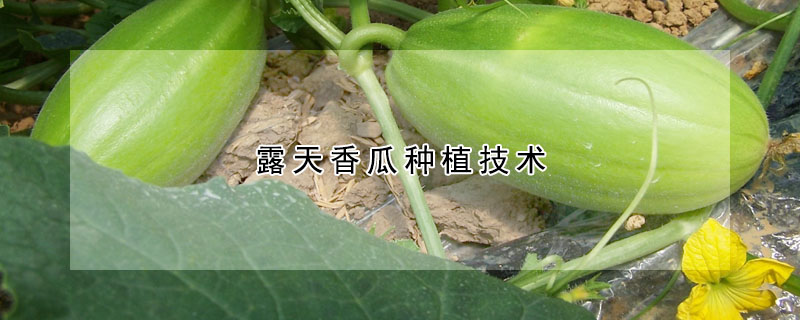 露天香瓜种植技术