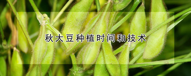 秋大豆种植时间和技术