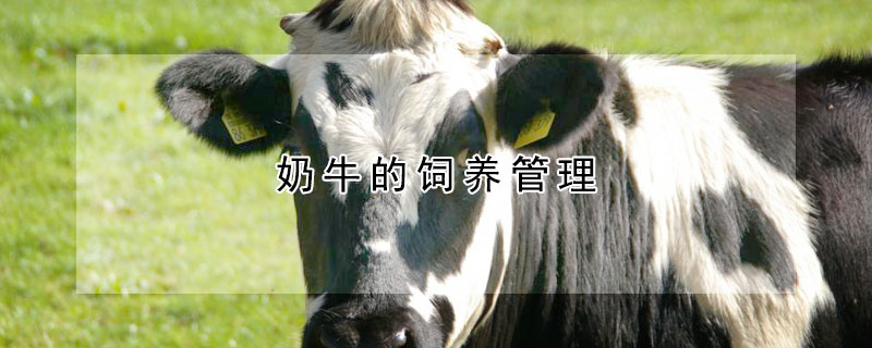 奶牛的饲养管理