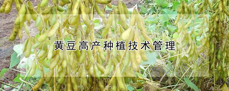黄豆高产种植技术管理