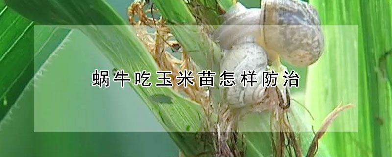 蜗牛吃玉米苗怎样防治