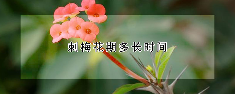 刺梅花期多长时间