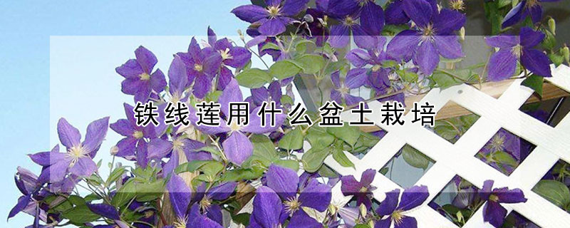 铁线莲用什么盆土栽培