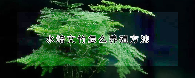水培文竹怎么养殖方法
