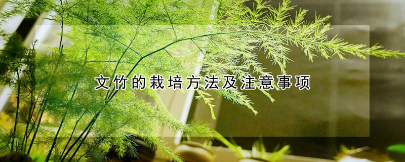 文竹的栽培方法及注意事项