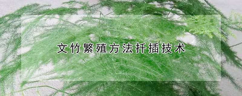 文竹繁殖方法扦插技术