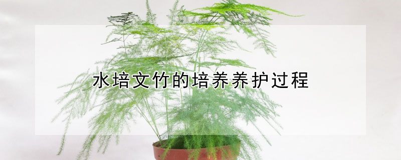 水培文竹的培养养护过程
