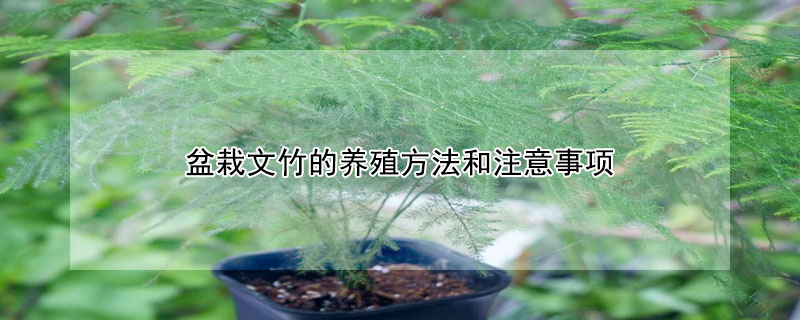 盆栽文竹的养殖方法和注意事项