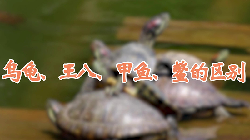 乌龟、王八、甲鱼、鳖的区别