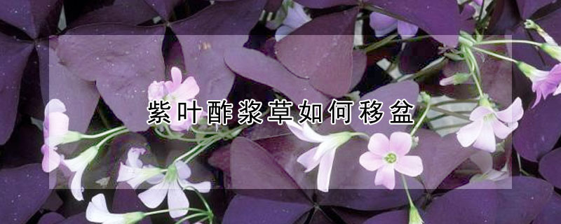 紫叶酢浆草如何移盆
