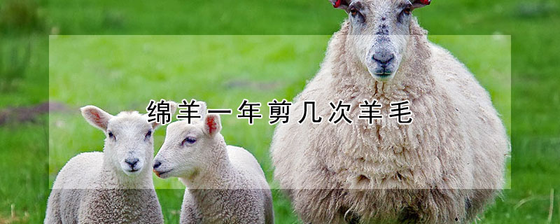 绵羊一年剪几次羊毛