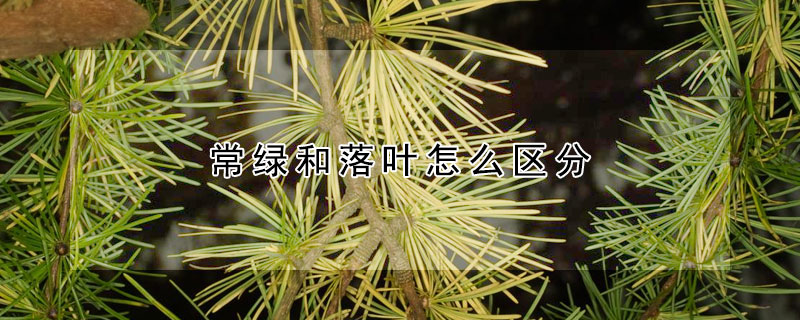常绿和落叶怎么区分