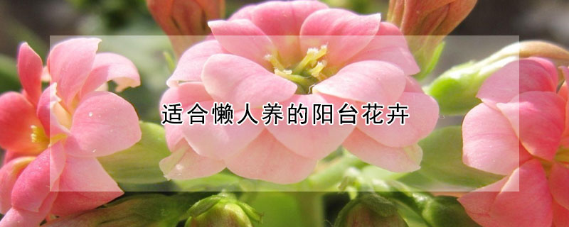 适合懒人养的阳台花卉