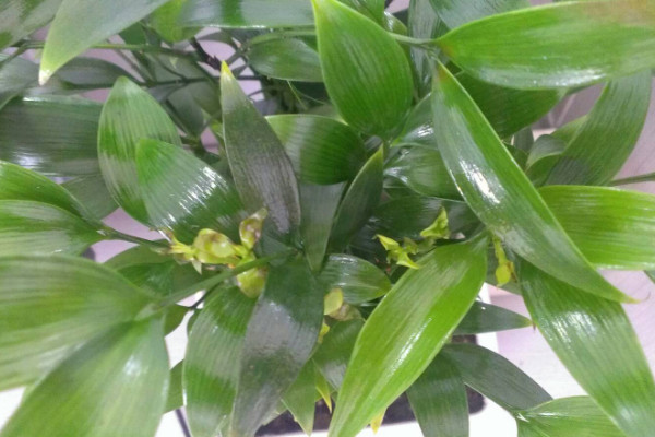 竹柏的风水作用 竹柏风水摆放位置