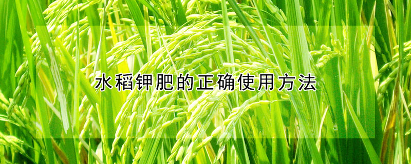 水稻钾肥的正确使用方法