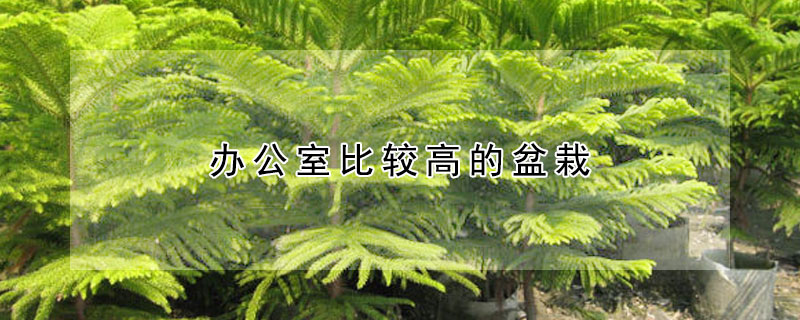 办公室比较高的盆栽