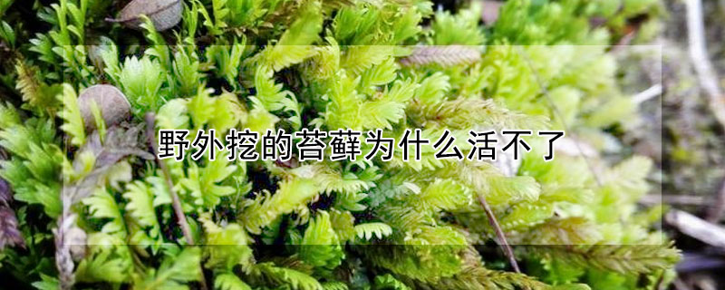 野外挖的苔藓为什么活不了