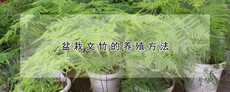 盆栽文竹的养殖方法