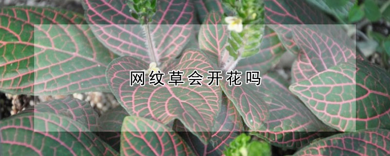 网纹草会开花吗