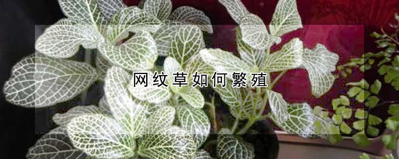 网纹草如何繁殖