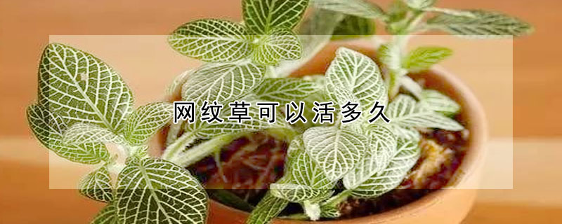 网纹草可以活多久