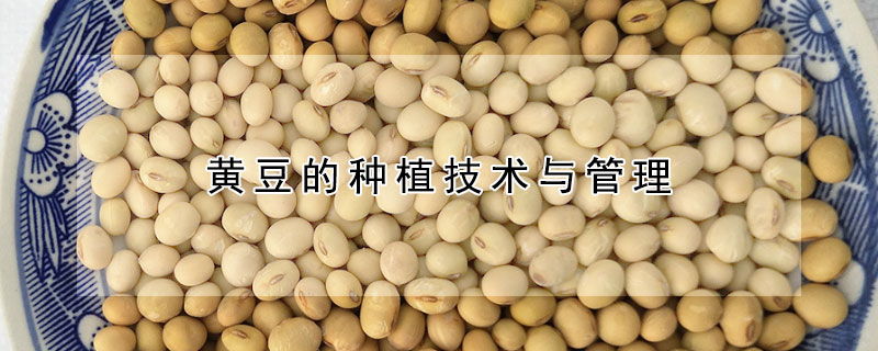 黄豆的种植技术与管理