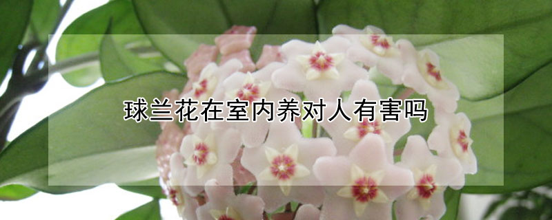 球兰花在室内养对人有害吗