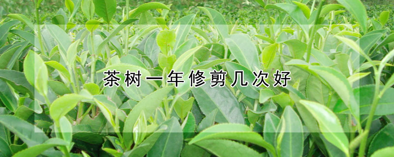 茶树一年修剪几次好