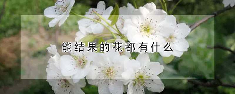 能结果的花都有什么