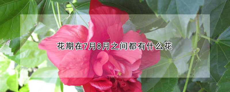 花期在7月8月之间都有什么花