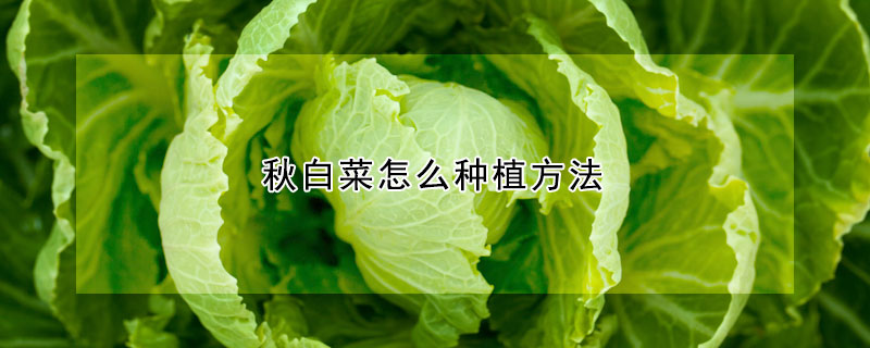 秋白菜怎么种植方法