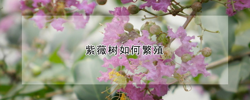 紫薇树如何繁殖