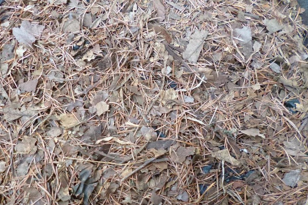 松针怎么发酵做花土