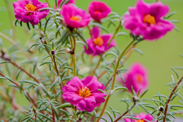 最好养的花 家庭易养活的花卉