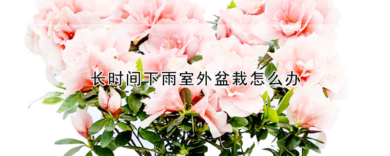长时间下雨室外盆栽怎么办