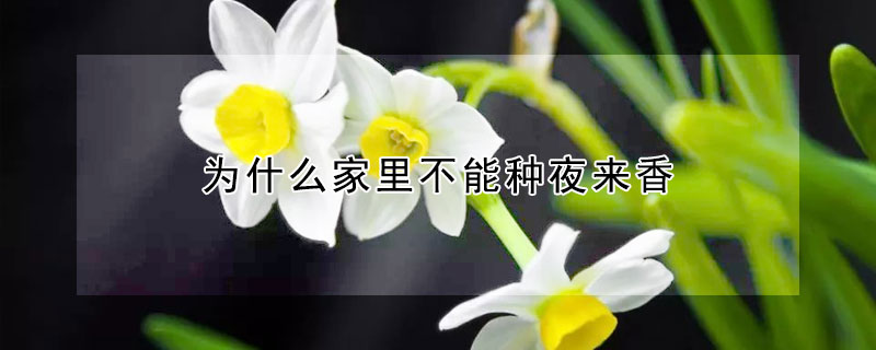 为什么家里不能种夜来香