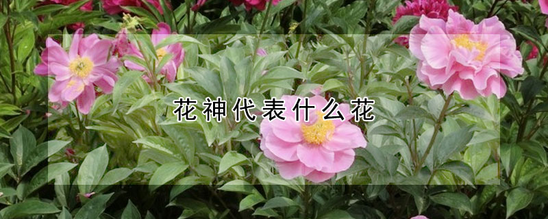 花神代表什么花